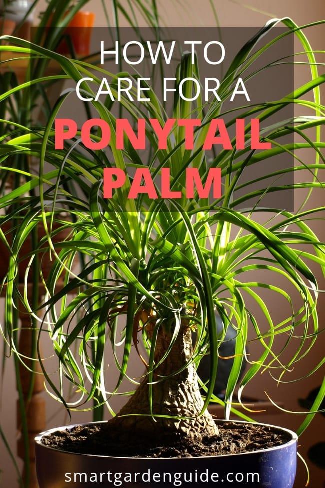 ponytail palm care