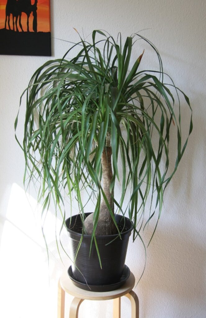 ponytail palm care