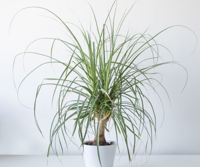 ponytail palm