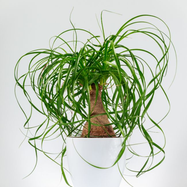 ponytail palm houseplants safe for cats