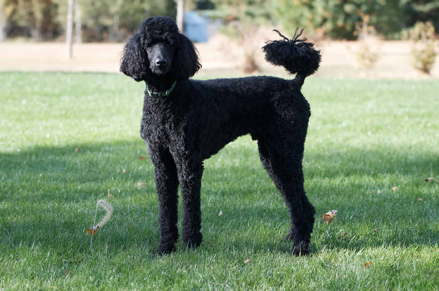 A black Standard Poodle standing on the grass