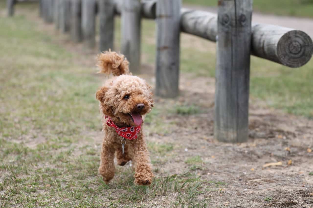 Poodle dog breed