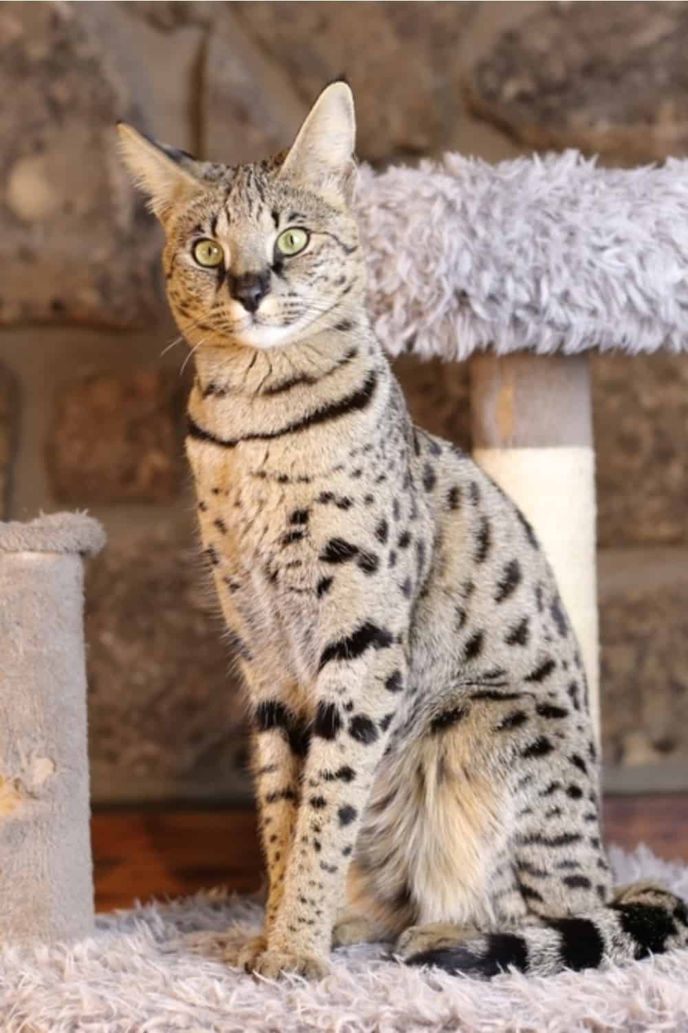 portert Savannah cat sitting next to a scratching post