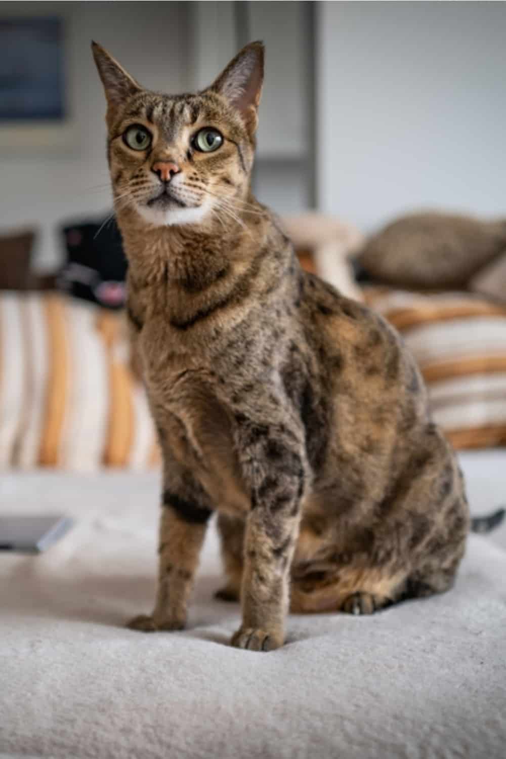 portrait of Savannah cat sitting on the couch and posing for the camera