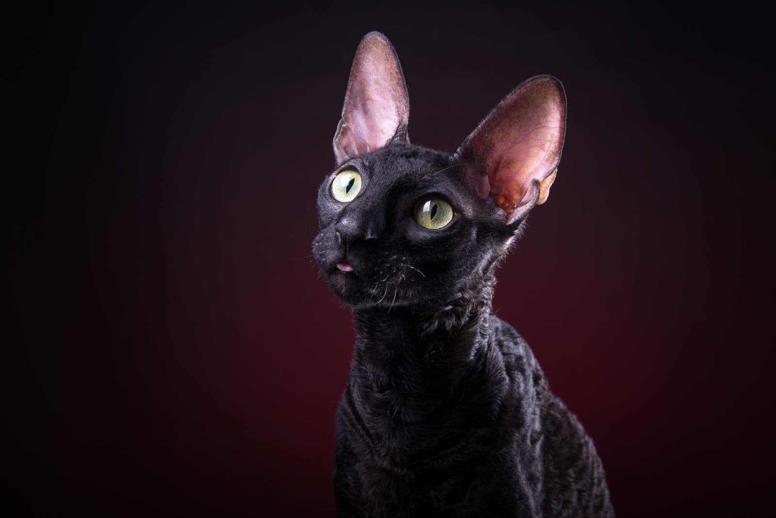 portrait of a Cornish Rex with green eyes