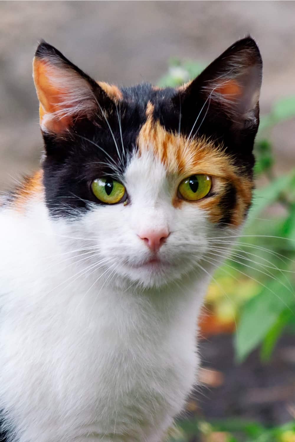 portrait of a calico cat