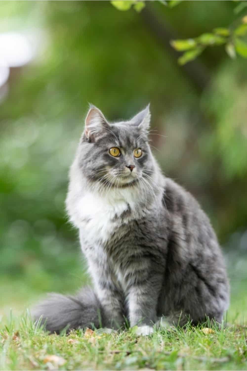 portrait of a cat sitting on the grass and looking into the distance