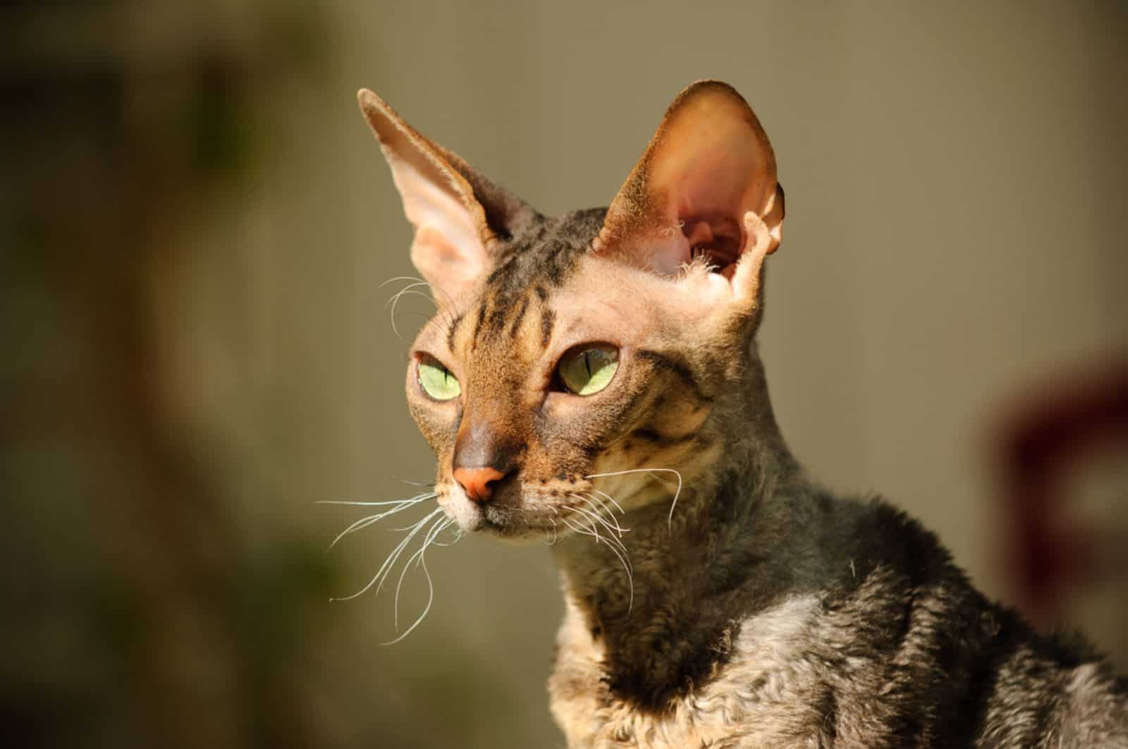 portrait of a cornish rex