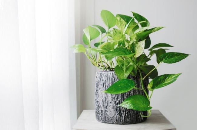 pothos in bathroom