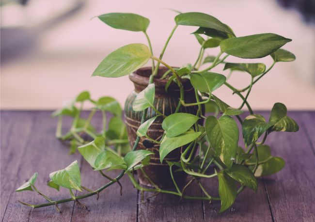 pothos is a hard to kill houseplant