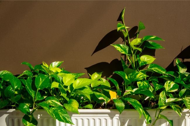 Pothos Epipremnum Aureum