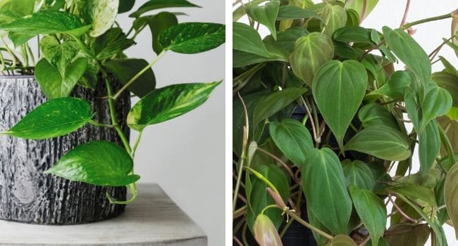 pothos vs philodendron leaf differences