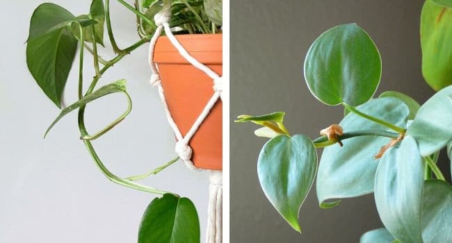 pothos vs philodendron petiole