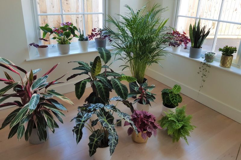 pots for indoor plants