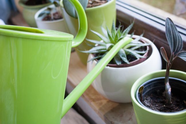 how to choose pots for indoor plants