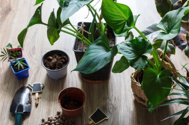 choice of potting soil for indoor plants