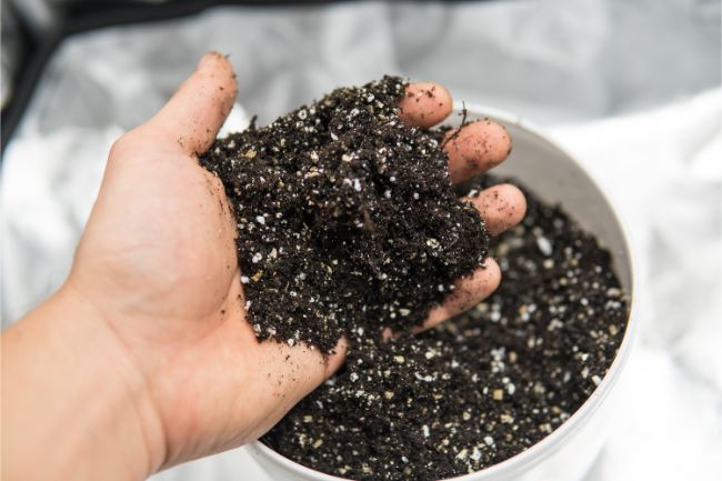 peat moss and perlite potting soil for indoor plants