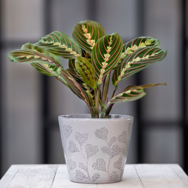 prayer plant maranta leuconeura east facing window plants