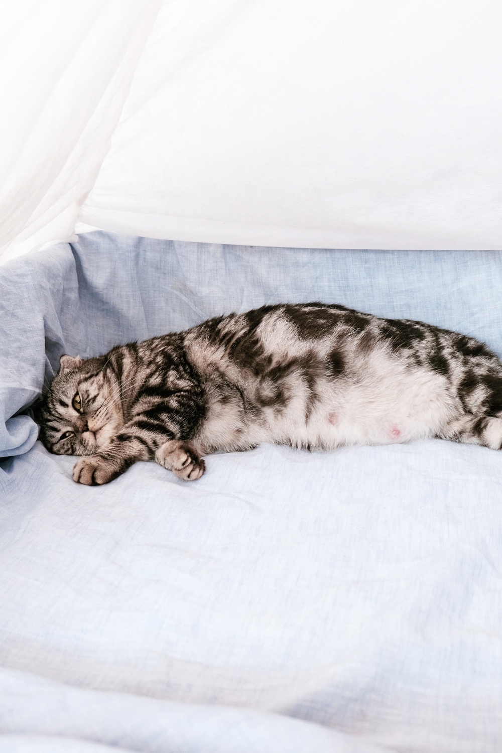 pregnant cat in a box