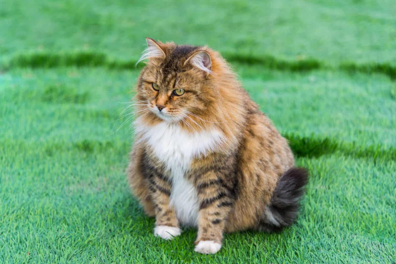 pregnant cat on green grass