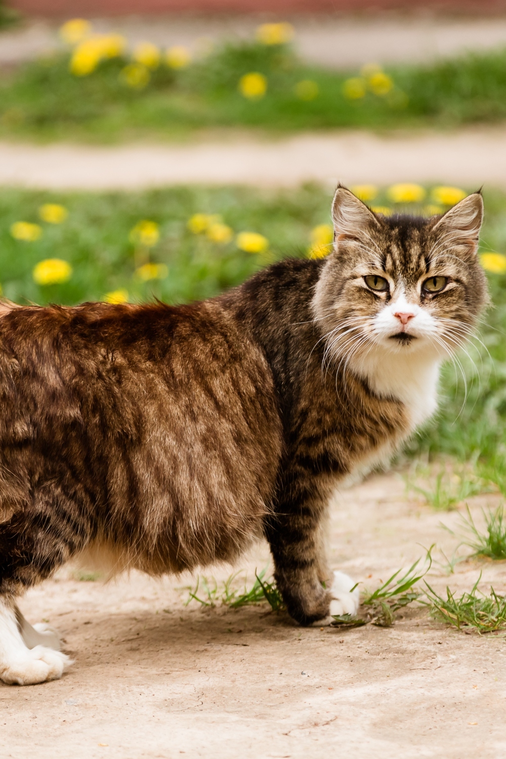 pregnant cat standing outside