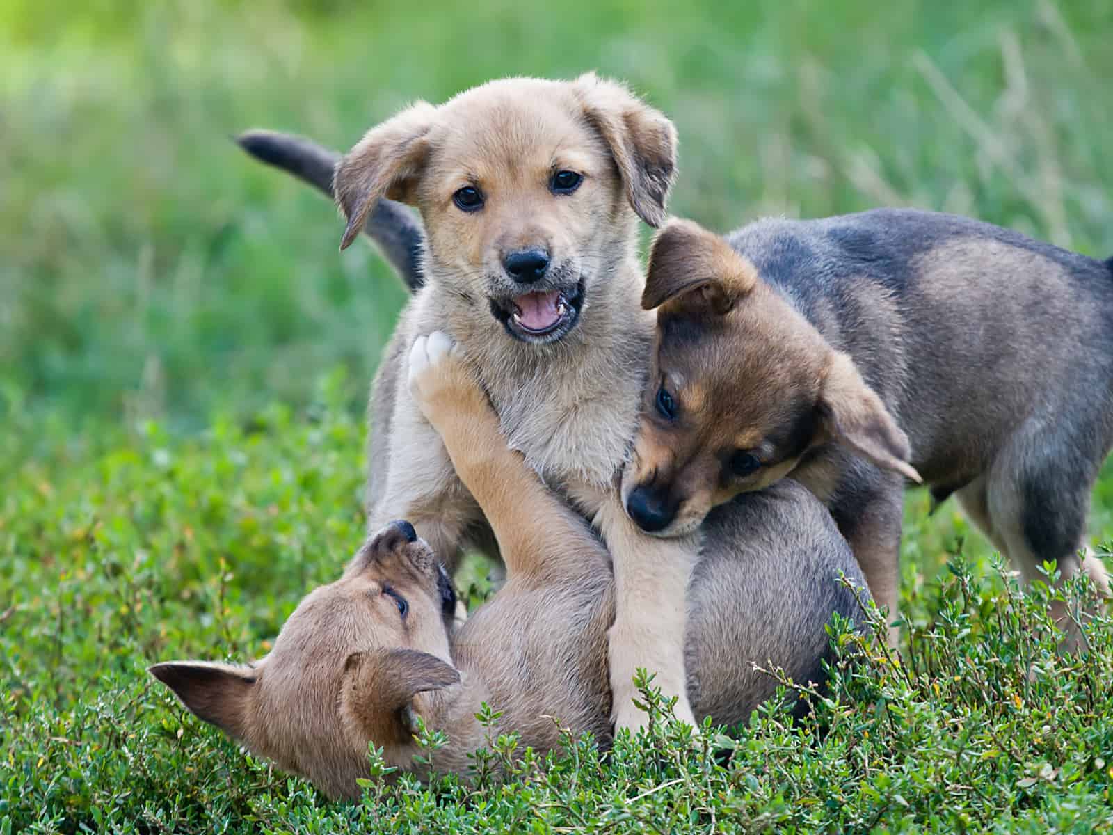 Three young puppies playing on the grass