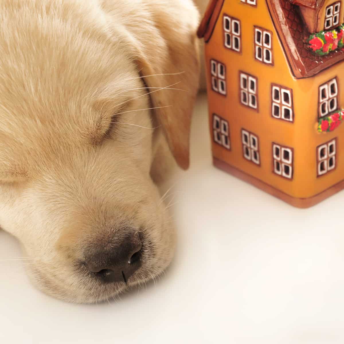 Portrait of a adorable labrador puppy, laying on white table with a figurine house