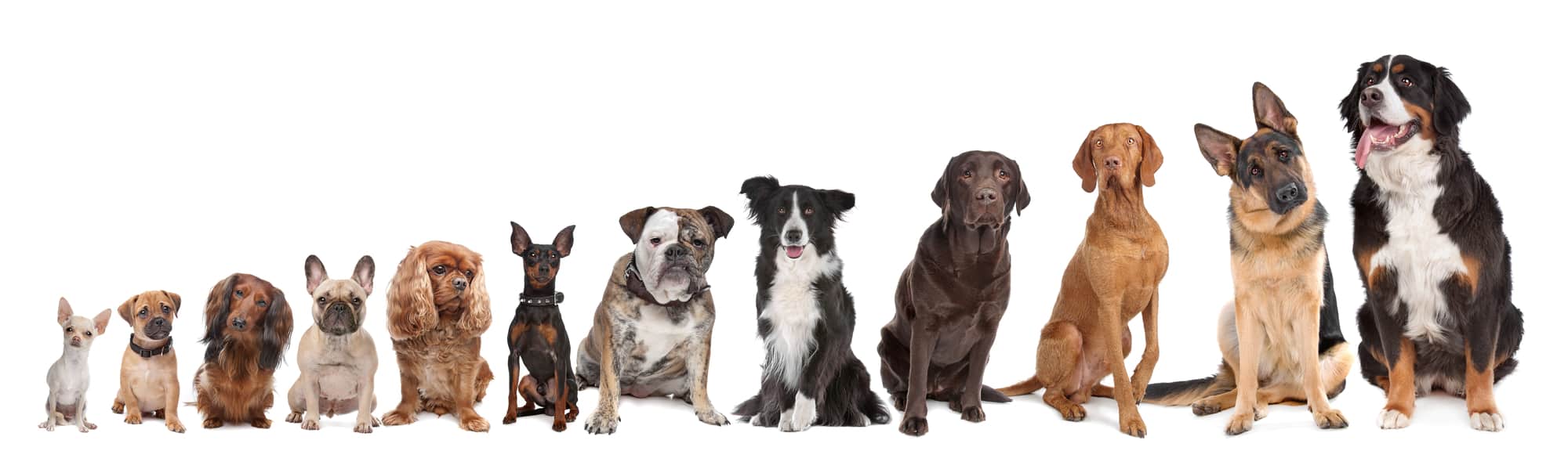 Twelve dogs in a row. from small to large.on a white background