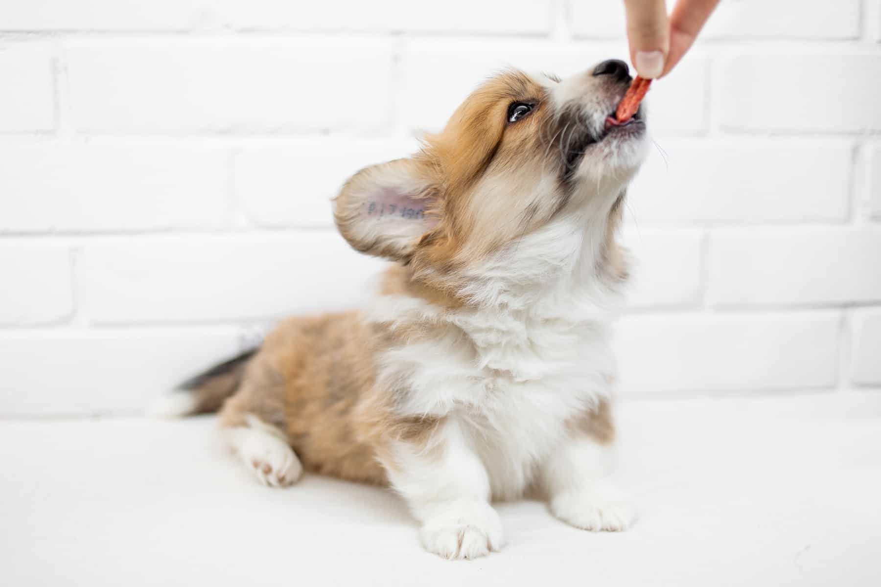 Cute Corgi puppy eating from a hand on white background.