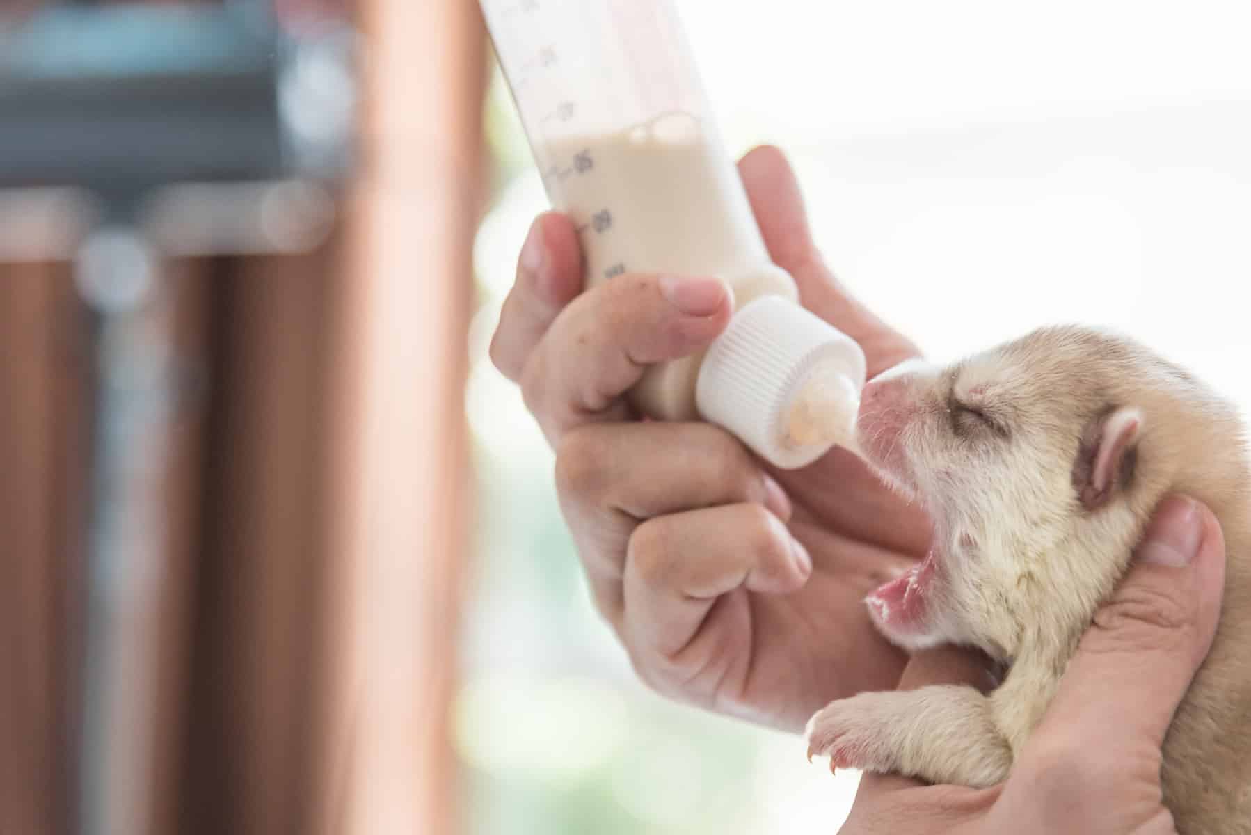 Close up of sick puppy trying to suck milk from pet bottle.