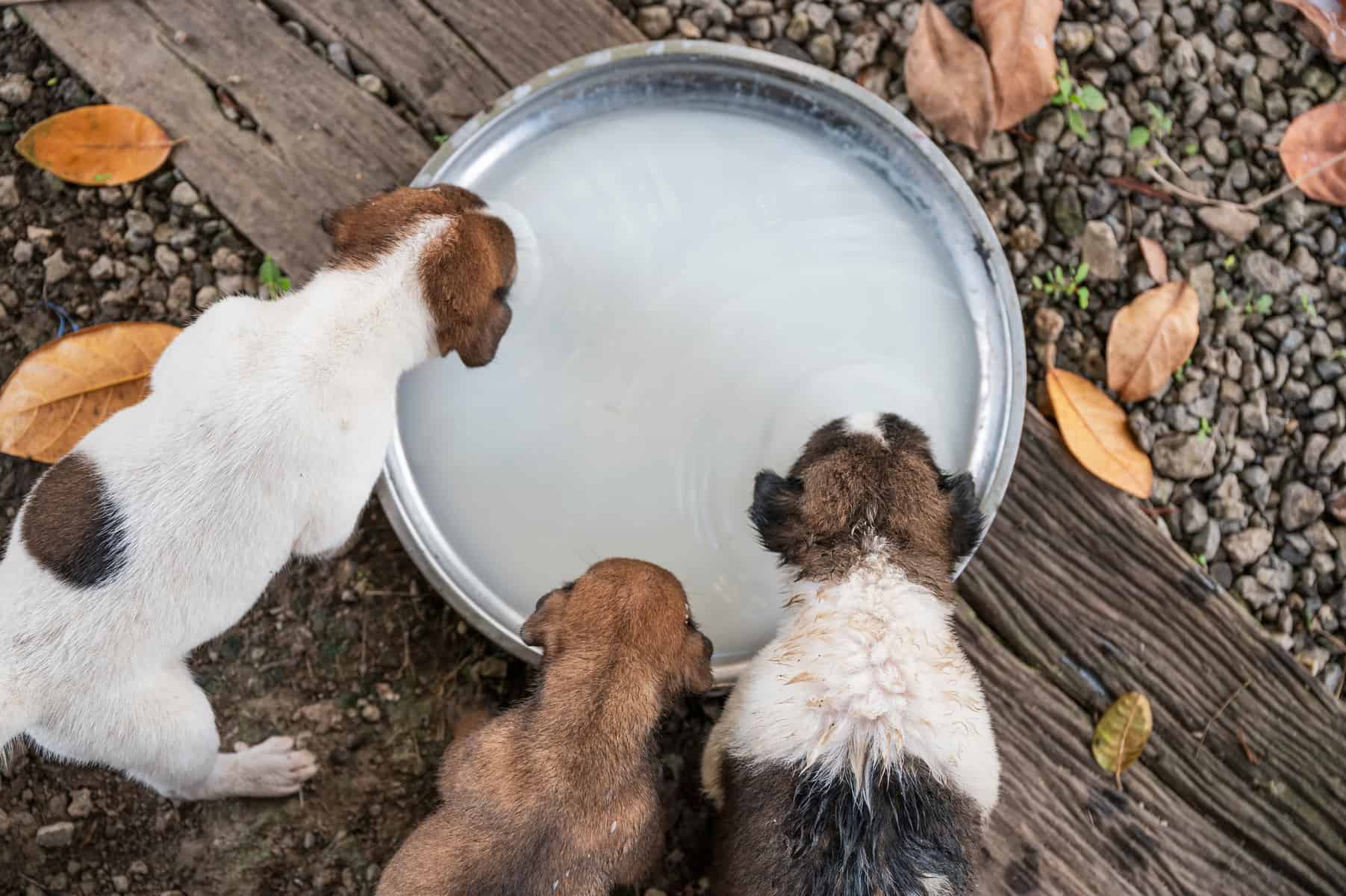 Top viewof domestic puppies drinking milk on tray