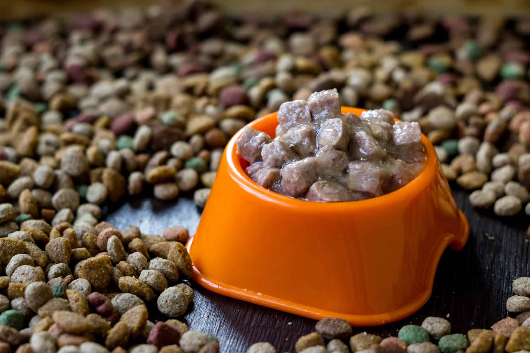 Wet canned pet food in a bowl surrounded by dry food