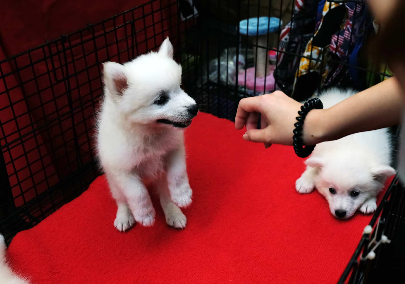 A woman reaching out to a puppy inside a crate that is for sale