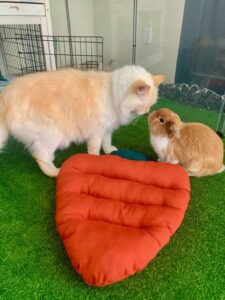 rabbit and cat meeting