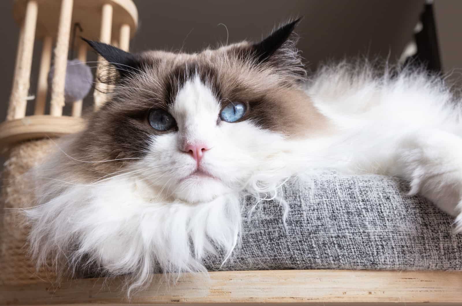 ragdoll cat sheding