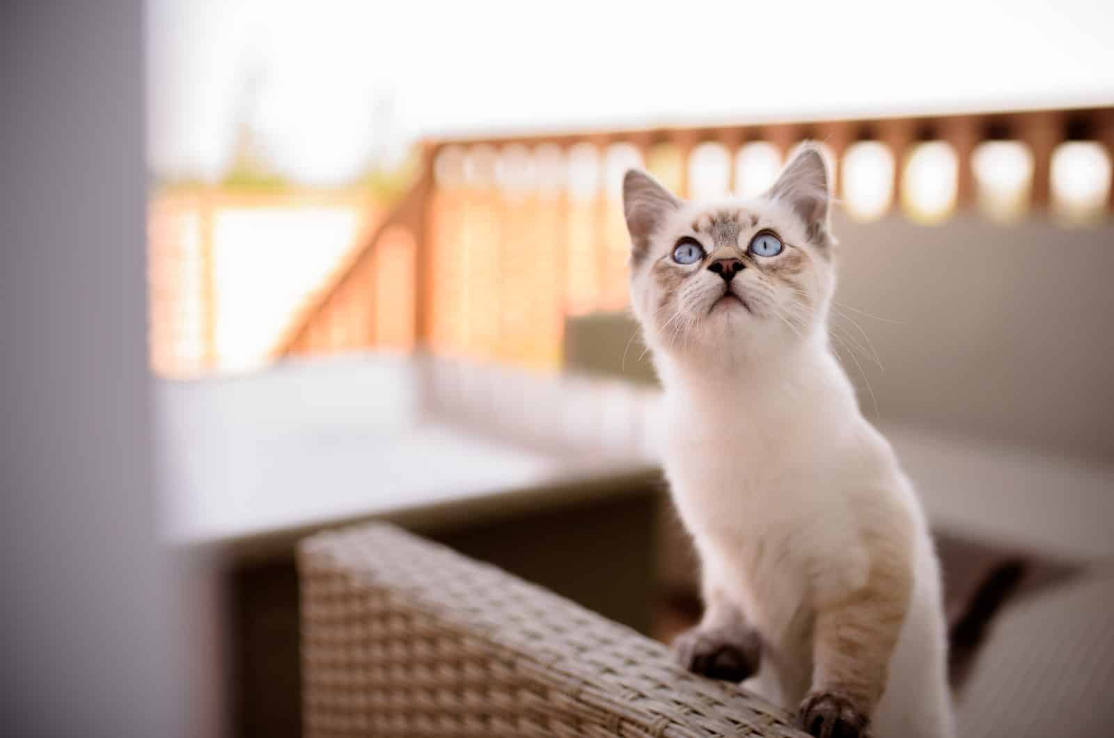 ragdoll kitten