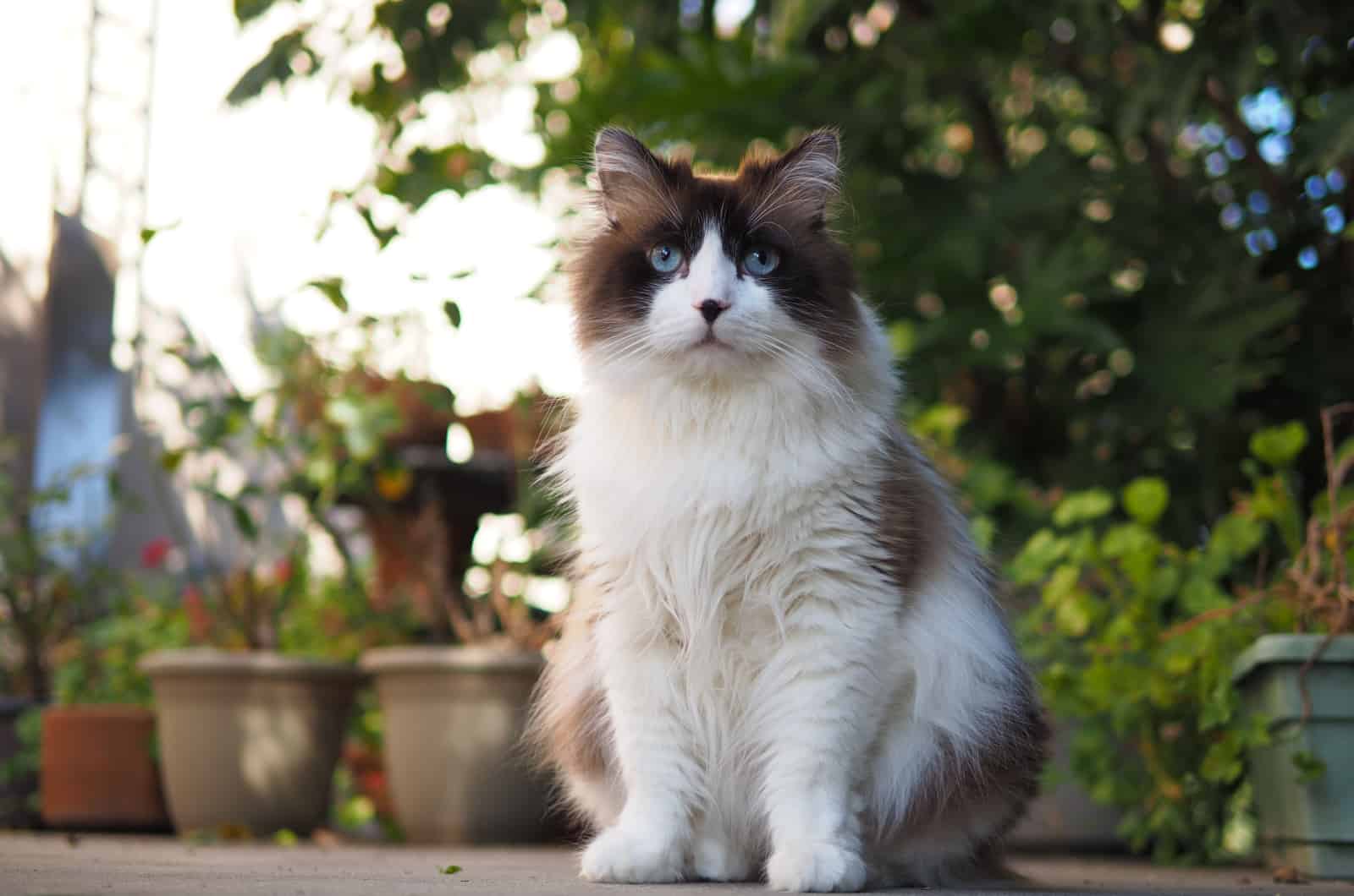 ragdoll medium long haired cat