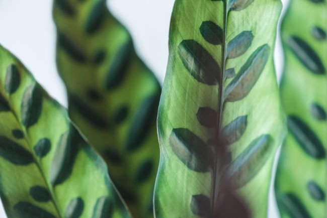 rattlesnake plant leaves calathea lancifolia goeppertia insignis