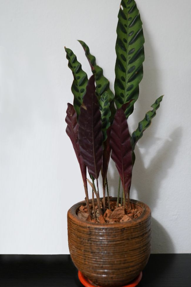 rattlesnake plant care calathea lancifolia goeppertia insignis