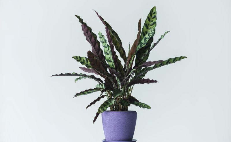 rattlesnake plant care calathea lancifolia goeppertia insignis