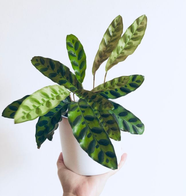 rattlesnake plant calathea lancifolia goeppertia insignis