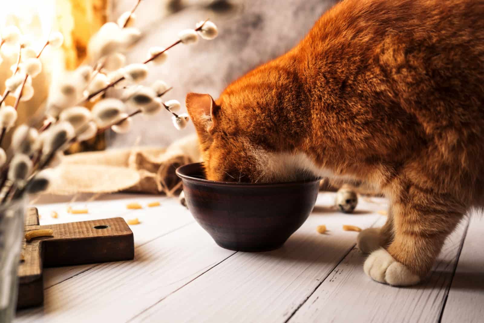 red cat eats delicious healthy food from a clay bowl on a white wooden table