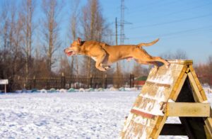 Dog breed American Pit Bull Terrier jumps over an obstacle