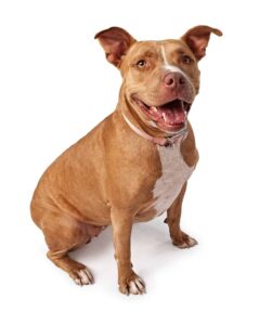 Friendly Red Nose Pit bull dog isolated on white