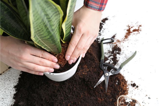 how to repot a root bound plant