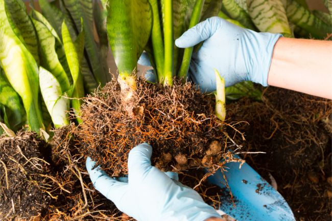 assessing the roots before repotting