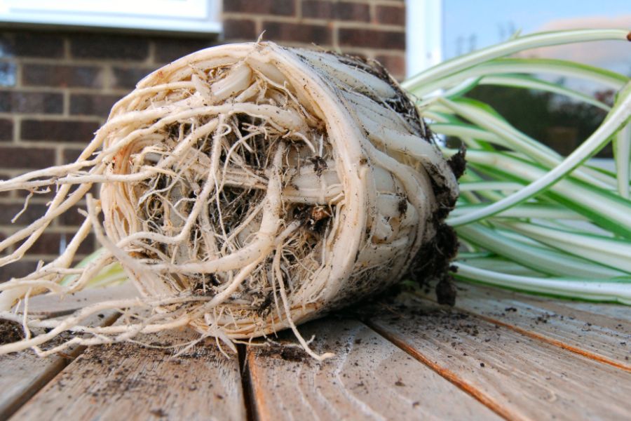 how to repot a root bound plant