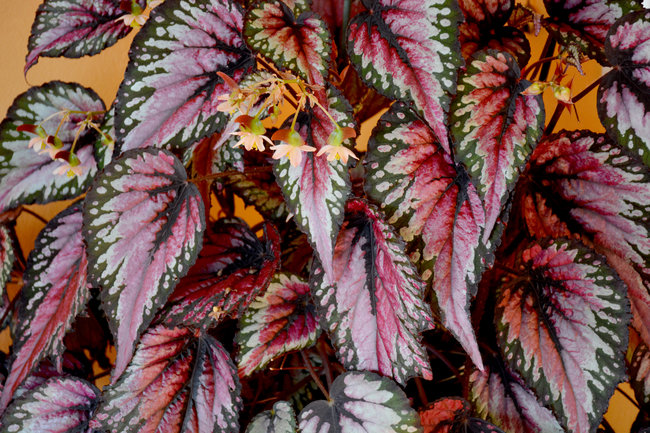 rex begonia care indoors