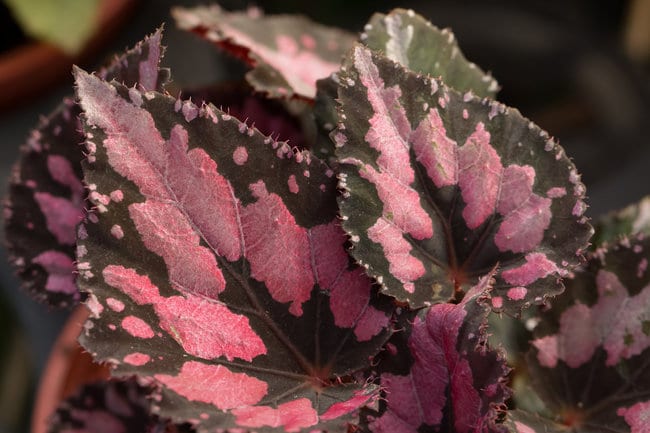 rex begonia care indoors