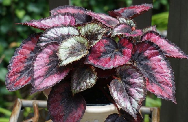 begonia rex